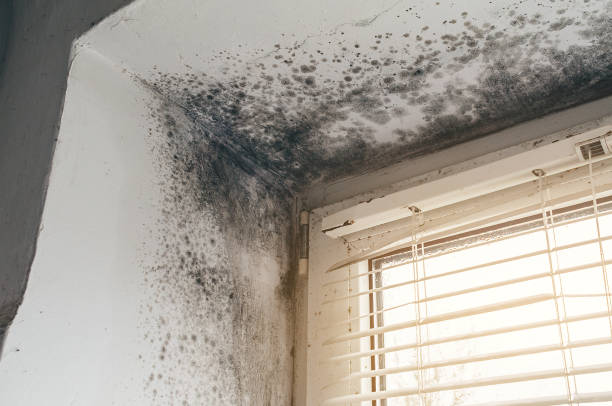 Affordable Crawl Space Mold Remediation solutions in Allentown, NJ